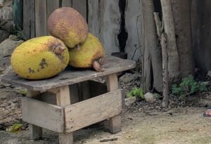 Jackfruit Jaca