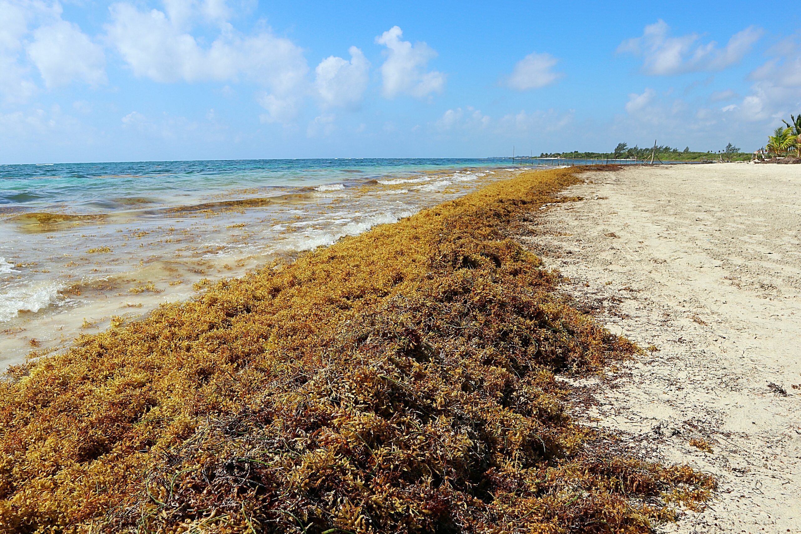 sargassum-seaweed-on-the-beach