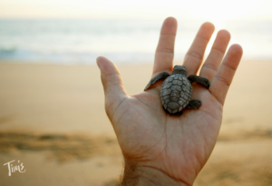 Sea Turtle Cancun