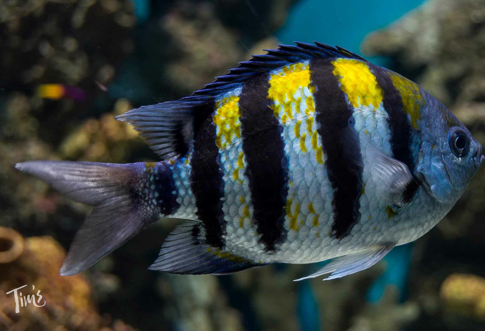 sergeant major fish snorkeling Cancun yellow black stripes