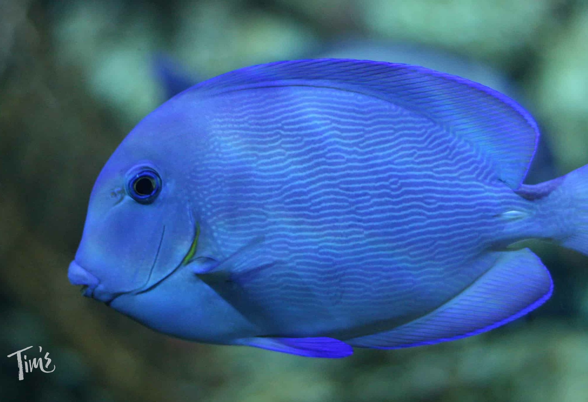 blue tang fish snorkeling Cancun reef clear water