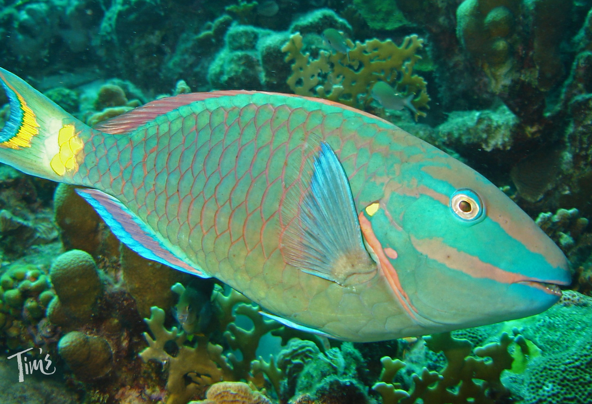 parrotfish snorkeling Cancun colorful reef fish