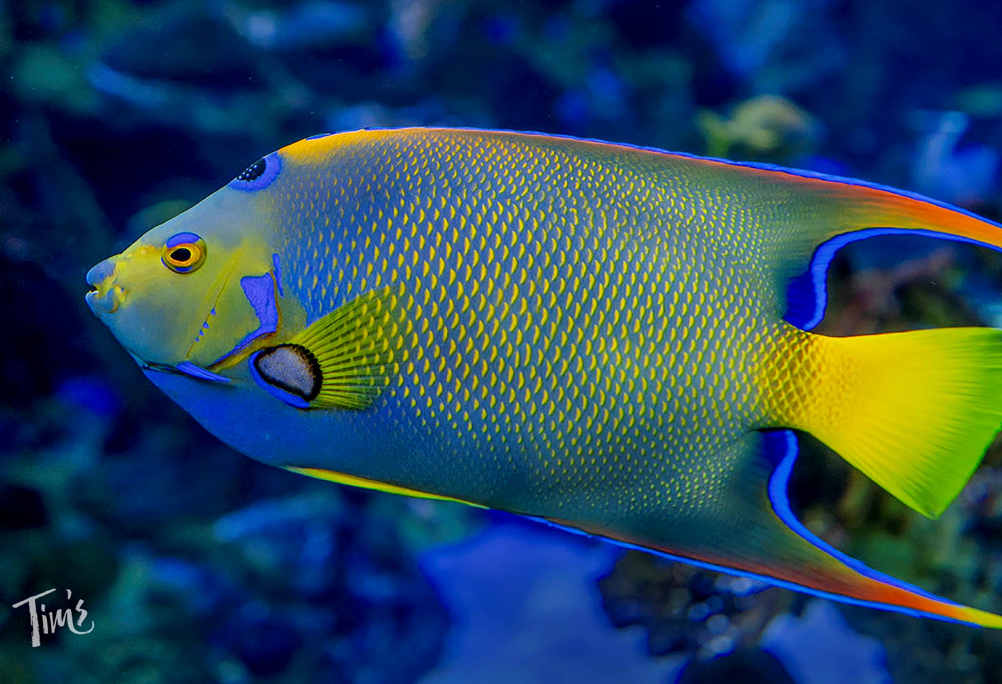 queen angelfish snorkeling Cancun colorful reef fish