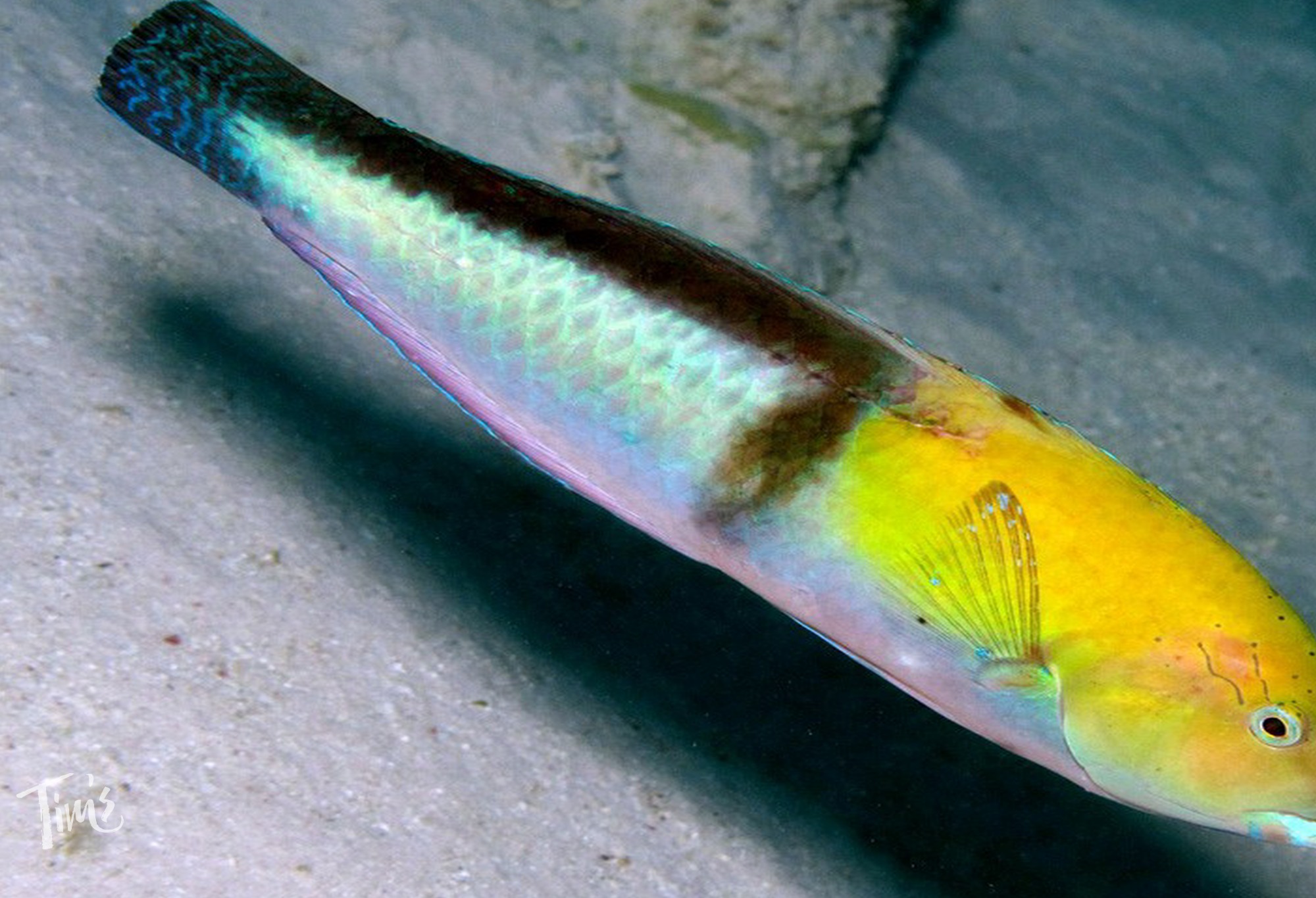 yellowtail snapper snorkeling Cancun reef fish